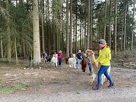 Banner Alpaka-Wanderung Sonntags um 14 Uhr