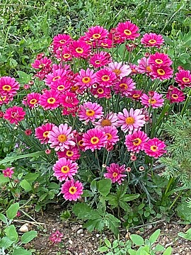 Banner Singen auf der Landesgartenschau
