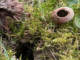 Banner Entfällt: Naturdetektive im Mäandertal - Auf Spurensuche im Herbst