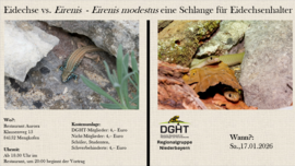 Banner Eidechse vs. Eirenis - Eirenis modestus eine Schlange für Eidechsenhalter