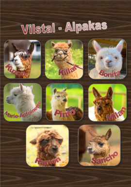 Banner Alpaka Wanderung