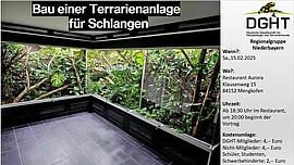 Banner Bau einer Terrarienanlage für Schlangen