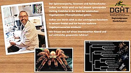 Banner Asiatische Vogelspinnen - faszinierend und exotisch