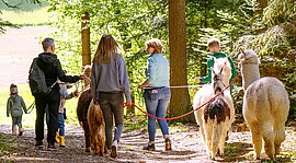 Banner Alpaka Wanderung