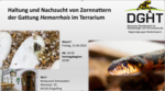 Logo Haltung und Nachzucht von Zornnattern der Gattung Hemorrhois im Terrarium 
