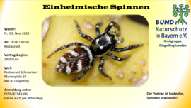 Banner Einheimische Spinnen