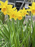 Logo Jahreshauptversammlung des OGV Exing