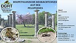 Logo Herpetologische Beobachtungen auf der Peloponnes