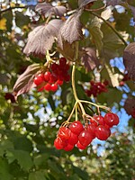 Logo Mehr als nur grüne Grenzen! - Die Welt der Hecken entdecken
