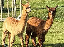 Banner Alpaka Wanderung 